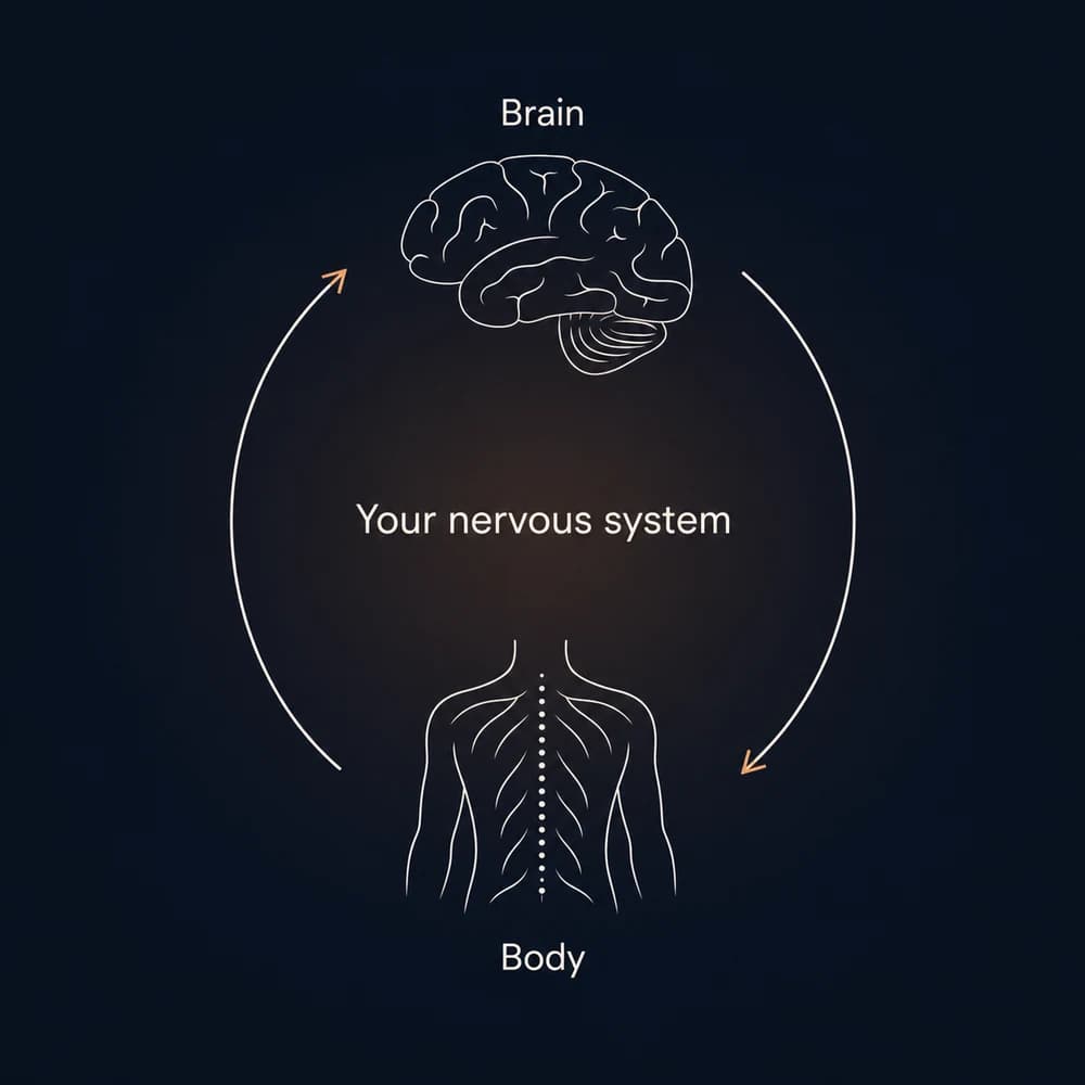 Diagram showing the connection between the brain, body, and nervous system