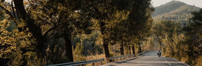 A winding road through a sun-dappled forest