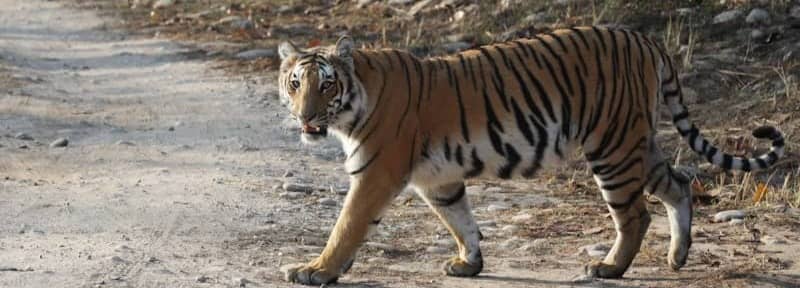 A tiger walks along a dirt path in a forest.