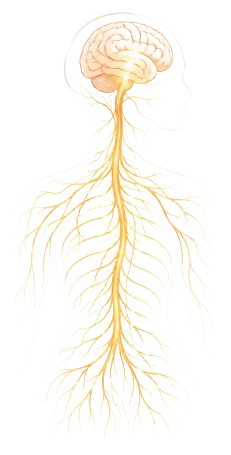 Glowing nervous system profile